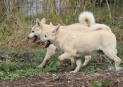 Lila & Punainen