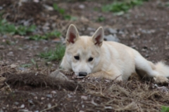 Lila