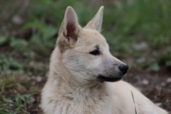 Punainen