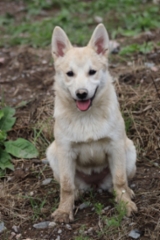 Lila