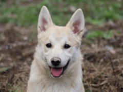 Lila 