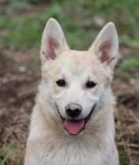 Lila 
