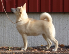 Punainen 4,5 kk