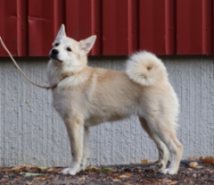 Lila 4,5 kk