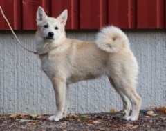 Lila 4,5 kk