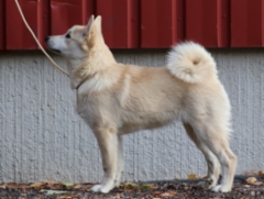 Lila 4,5 kk