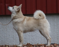Lila 5 kk