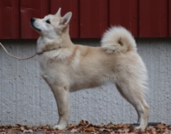 Lila 5 kk
