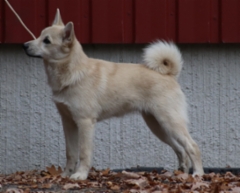 Vihre&auml; 5 kk