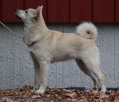 Vihre&auml; 5 kk