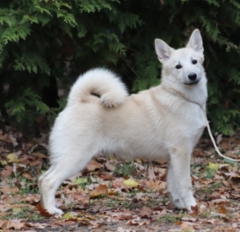 Punainen 5 kk