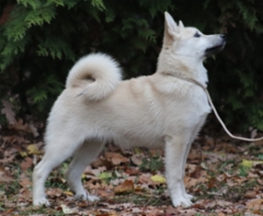 Punainen 5kk