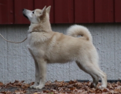 Punainen 5 kk