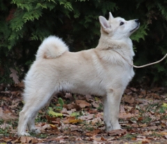 Lila 5 kk