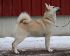 Punainen 7 kk