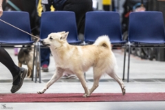 Lahti IDS Lancelot