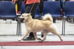 Punis Lahti IDS
