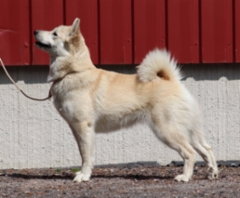 Lilla 1 v.