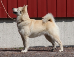 Lilla 1 v.