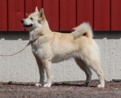 Lilla 1 v.