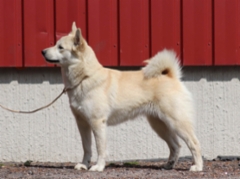 Lilla 1 v. 