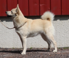 Koppis 1 v. 