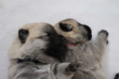 2 vkoa