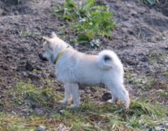 Ulkoilua 