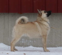 Majka 16 vkoa