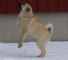 Majka 4 kk