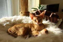 Rufus
