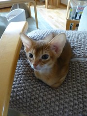 Rufus