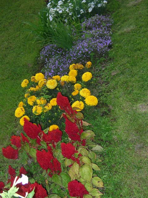 Kukkia Tornion Arboretumissa