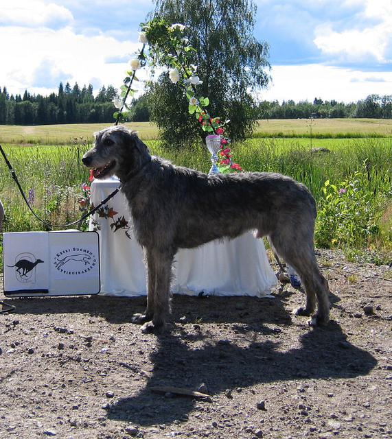 tappa 3