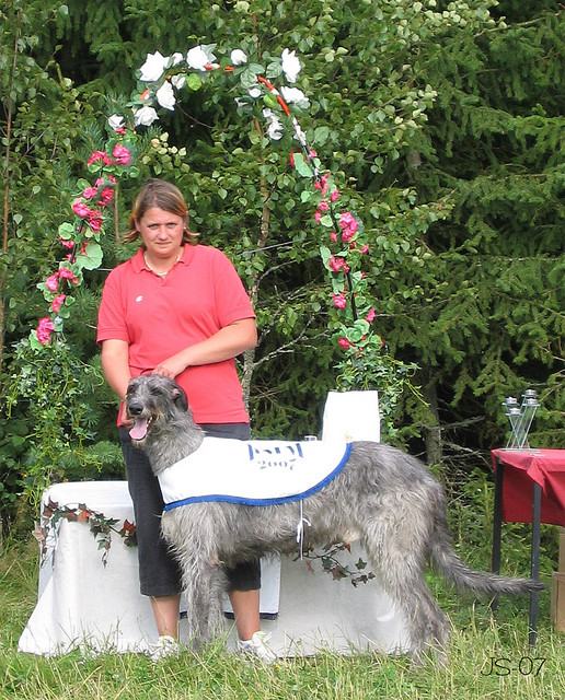 deerhound pmm-07_netti