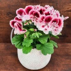 Englannin-pelargonia ruukussa