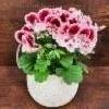 Englannin-pelargonia ruukussa