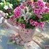 enkelipelargoniakannu