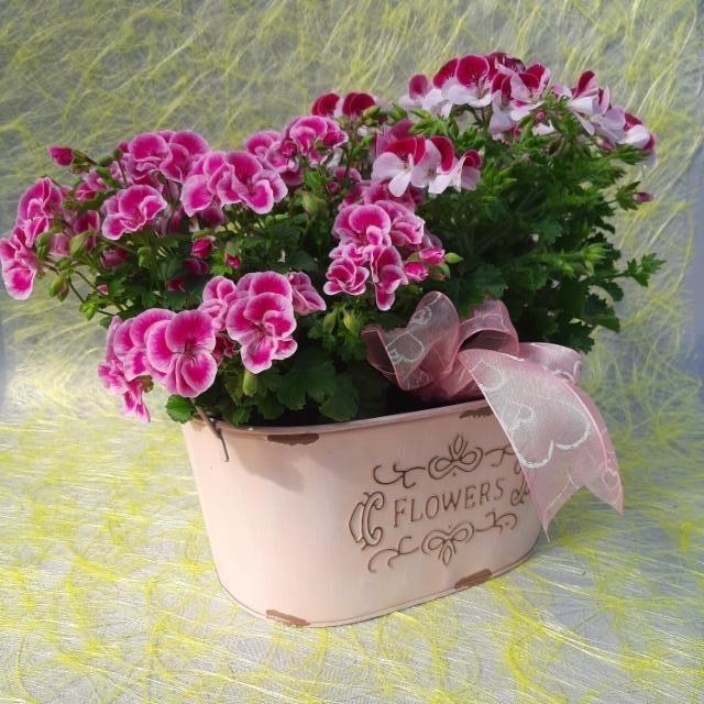 enkelipelargoniat enkelipelargoniat