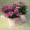 enkelipelargoniat