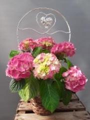 syd&auml;mellinen hortensia