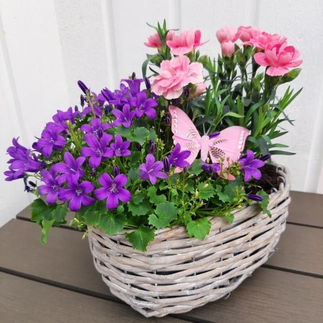 violettia ja vaaleanpunaista violettia ja vaaleanpunaista