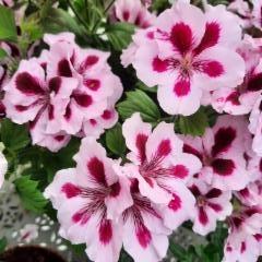 Englannin pelargonia