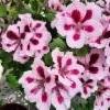 Englannin pelargonia