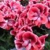 Englannin-pelargonia