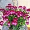 enkelipelargonia