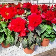 hautabegonia