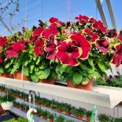 amppelipetunia