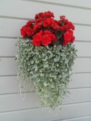 Barkos-begonia ja hopeaputous