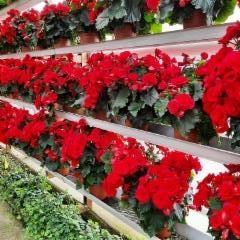 Barkos-begonia